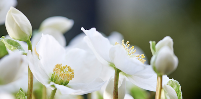 Helleborus, the Christmas rose