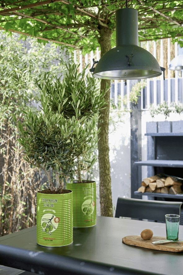 The Olive Tree