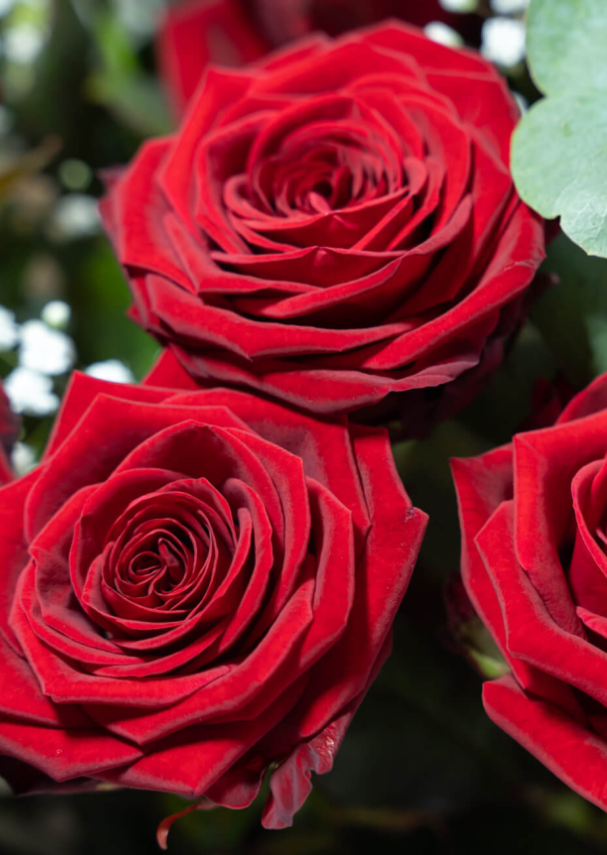 Naomi Porta Nova Supra - The Best Roses in the World with the Minimal Impact on the Environment